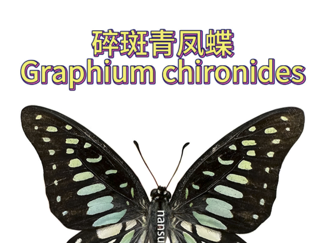 碎斑青凤蝶 graphium chironides