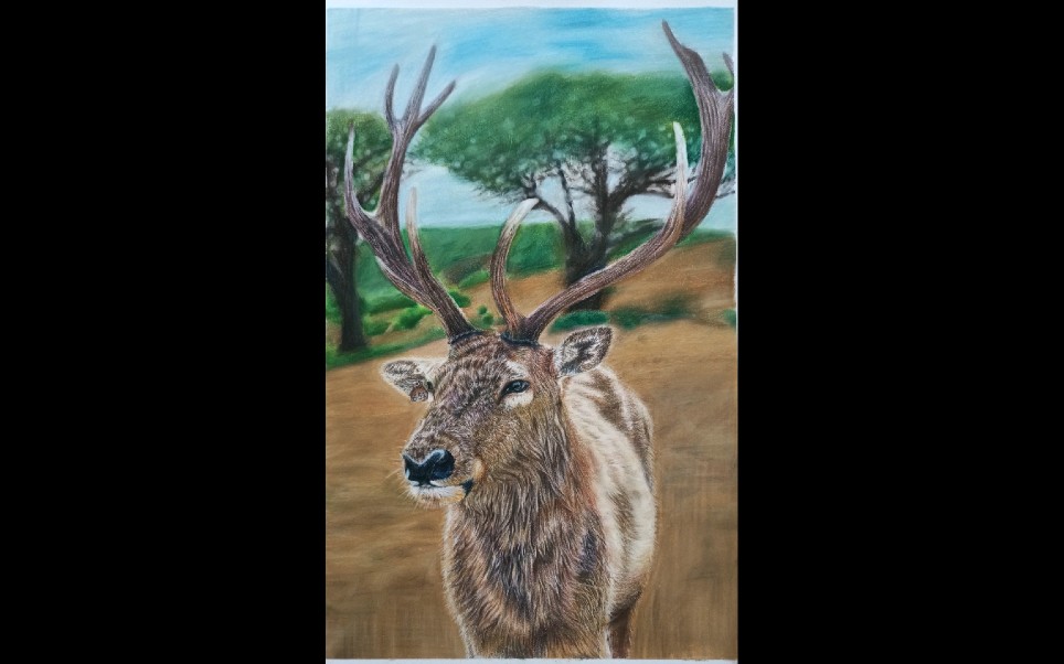 彩铅手绘 鹿
