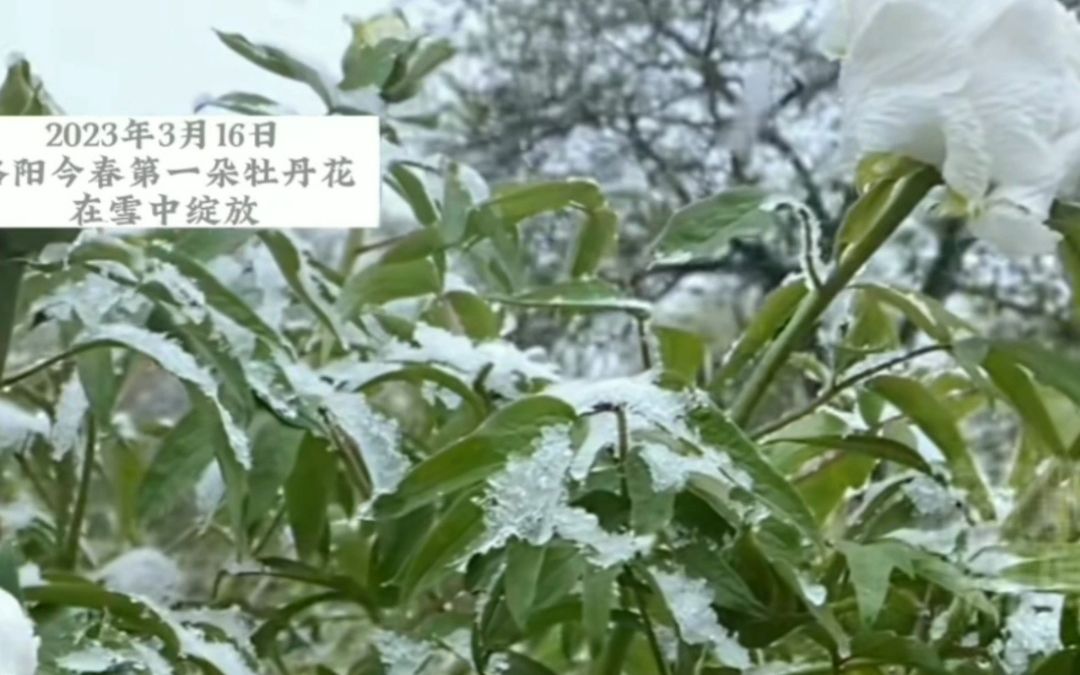 [图]我与牡丹同立雪，阅尽春风千千年。