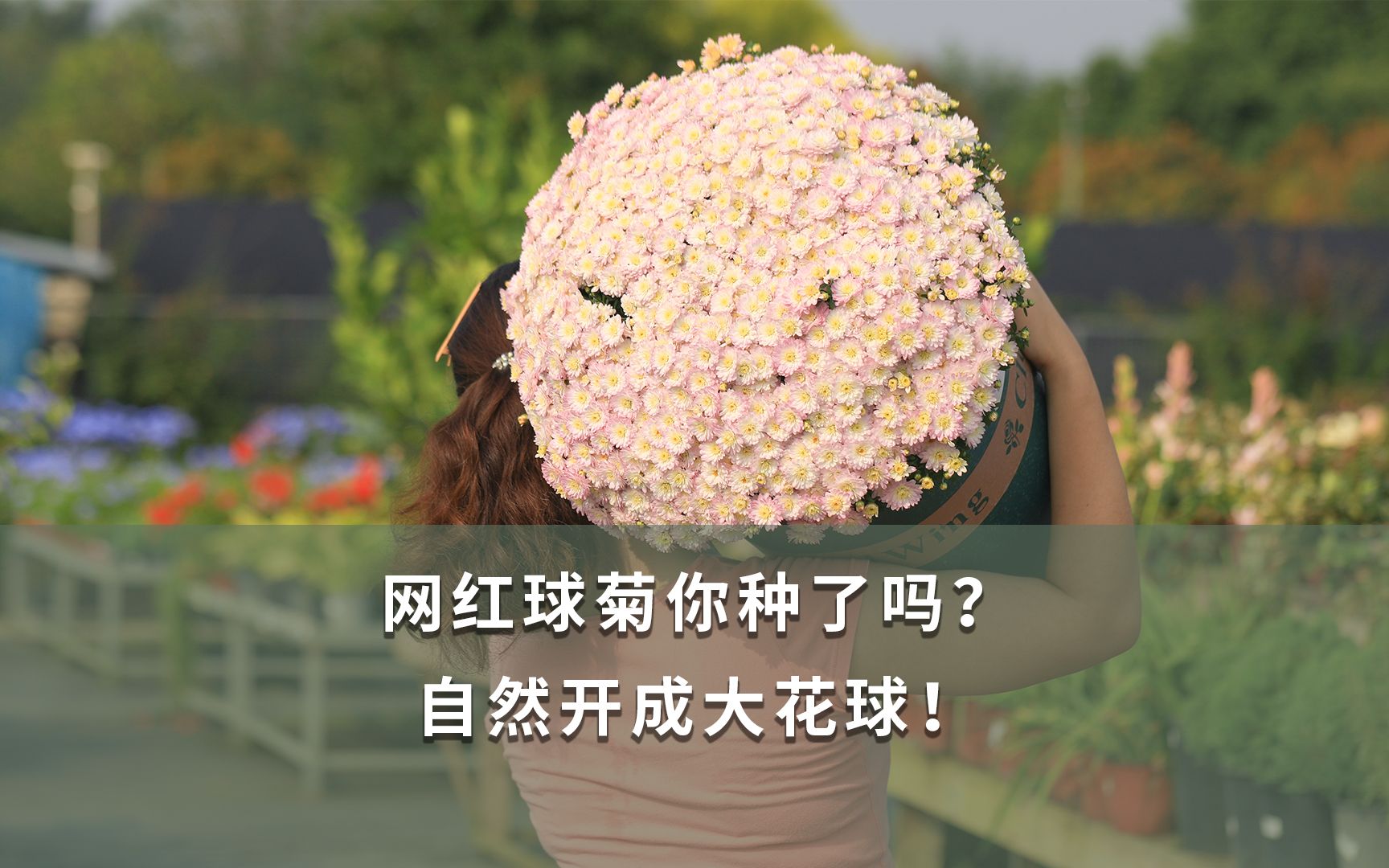 网红球菊你种了吗?自然开成大花球!哔哩哔哩bilibili