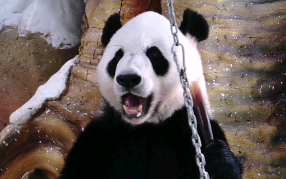 【大熊猫绅威】爸比熊取笋_哔哩哔哩 (゜-゜)つロ 干杯~-bilibili