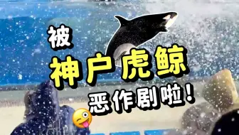 【神户】被虎鲸整了！?超萌恶作剧现场曝光