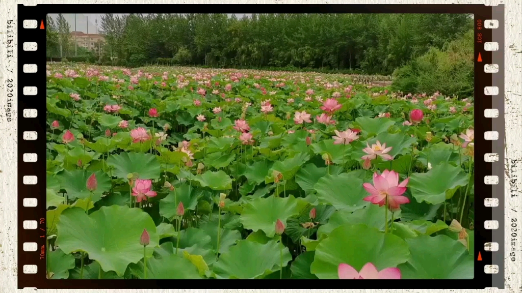 [图]山有扶苏，隰有荷华。《诗经·国风·郑风》