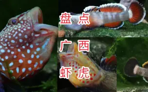 Tải video: 盘点一些广西省内的虾虎鱼 有黄唇、新红、丝鳍 吻 虾虎鱼