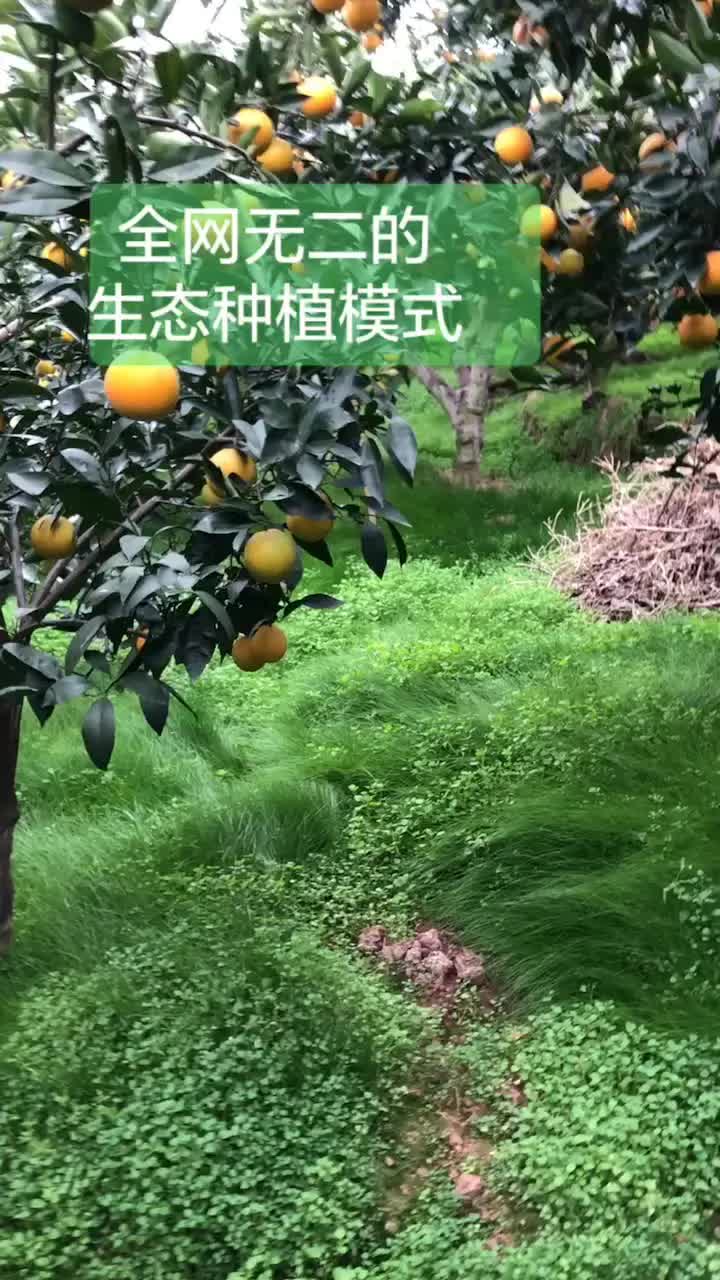 没有第二!#吴老三一杆三枝
