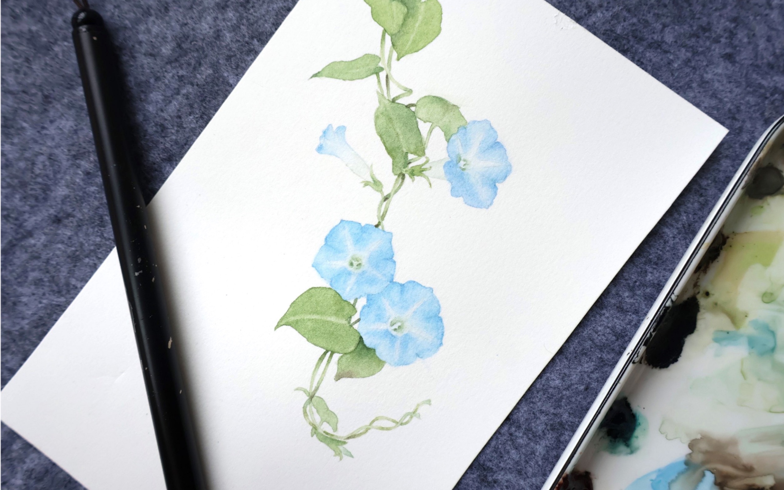 【水彩过程】蓝色牵牛花