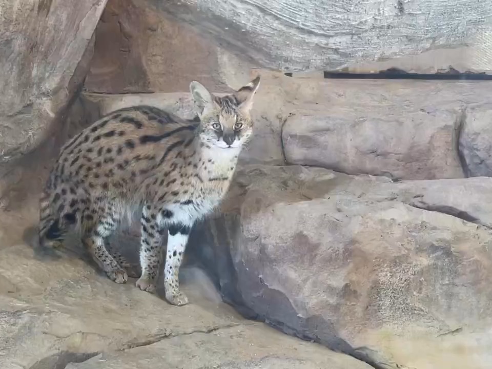 【薮猫】不凶了,想卡邦酱了