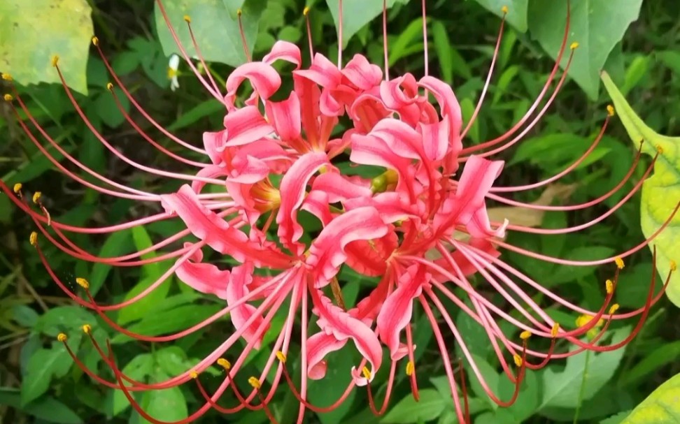 彼岸花花开不见叶见叶不开花生生相错