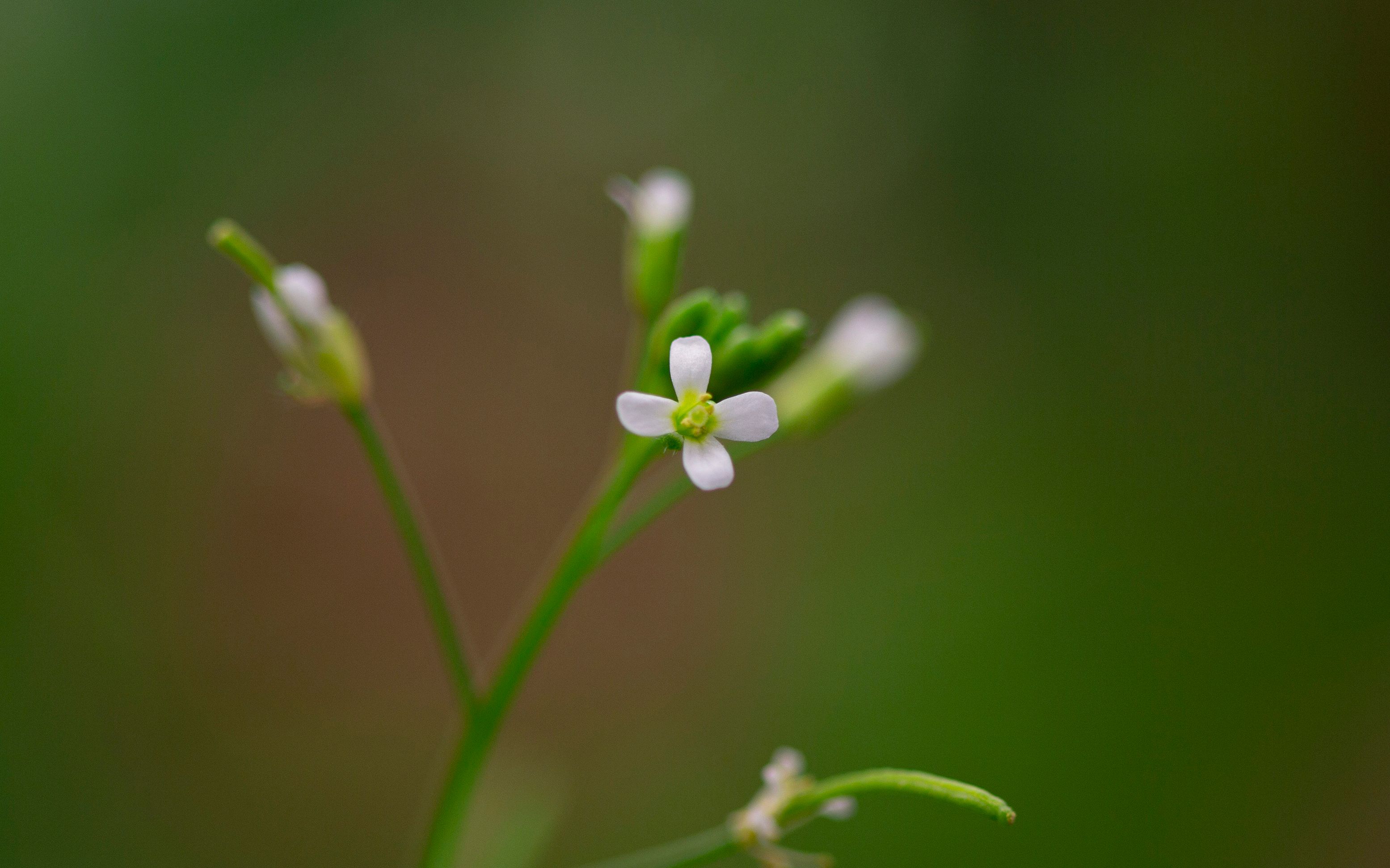 野生型拟南芥图片