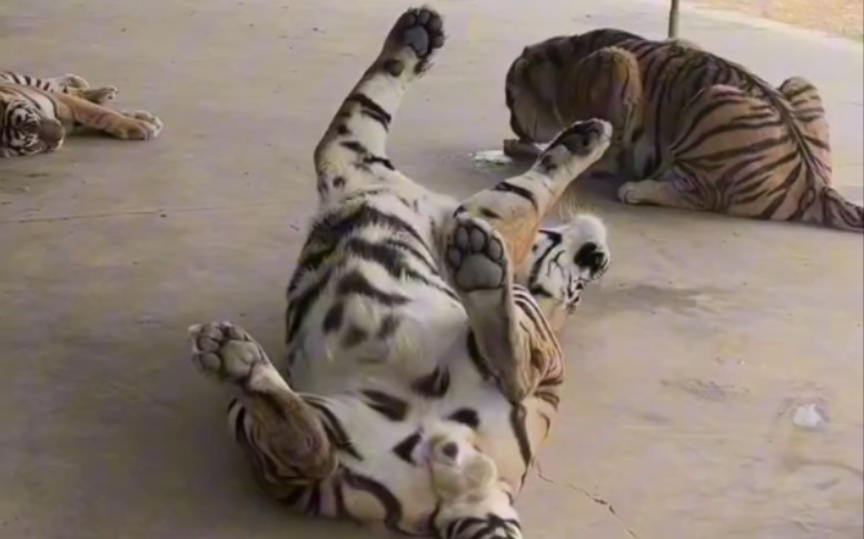 虎子们的可爱小碎片5