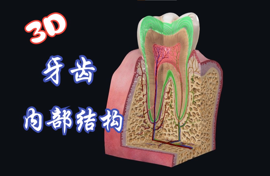 [图]3D演示牙体的内部结构