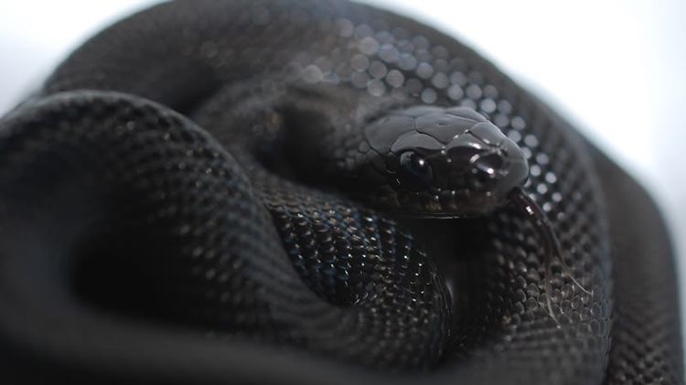 巨大黑蛇图片