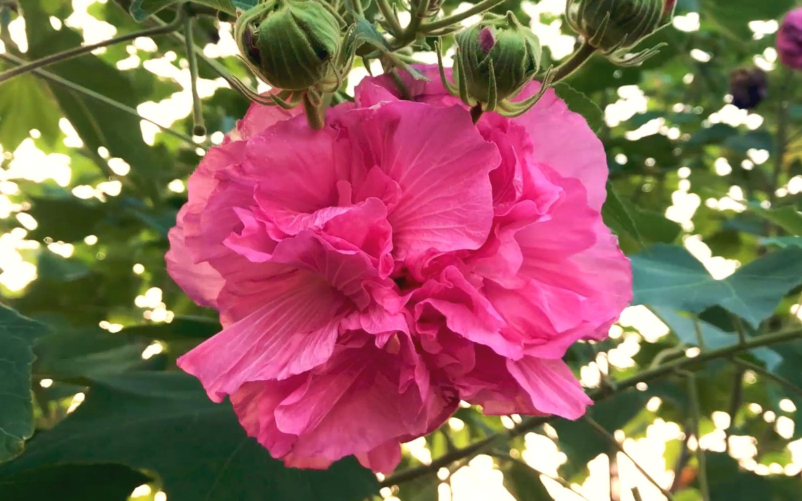 [图]木芙蓉 | 又称“三醉芙蓉”，一日变三色