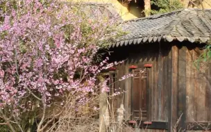 Скачать видео: 红山动物园：本土区的花都开好了