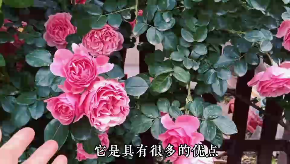 粉色达芬奇,花园必备藤本月季!哔哩哔哩bilibili