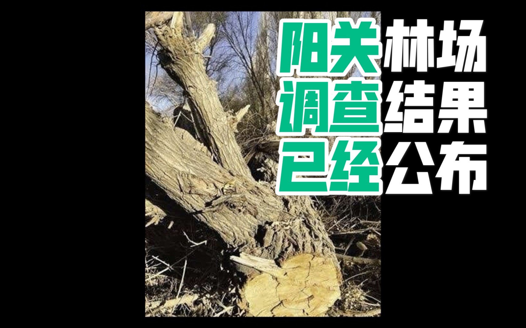 活动作品敦煌阳关林场调查结果公布