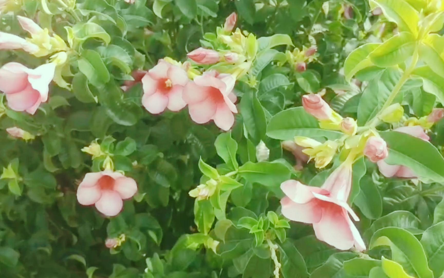 夏至未至|紫蝉花·从夏天的开始到结束