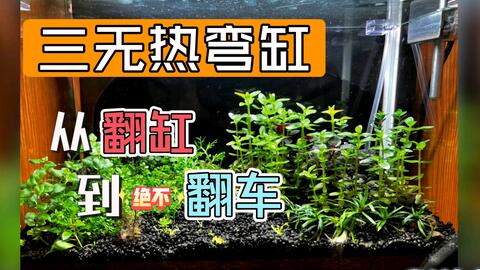 各种水草转水上叶的延时拍摄记录 哔哩哔哩 各种水草转水上叶的延时拍摄记录 哔哩哔哩