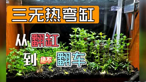 各种水草转水上叶的延时拍摄记录 哔哩哔哩