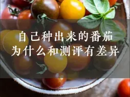 Download Video: 自己种出来的番茄🍅为什么和测评有差异