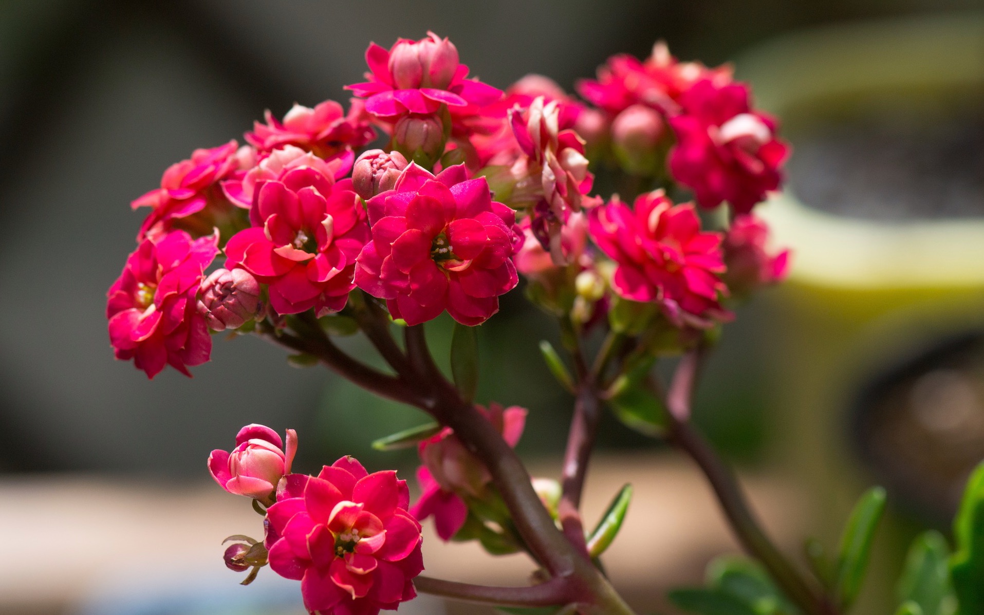 长寿花要选对品种,养好了不止有花看,花大而且重瓣非常惊艳