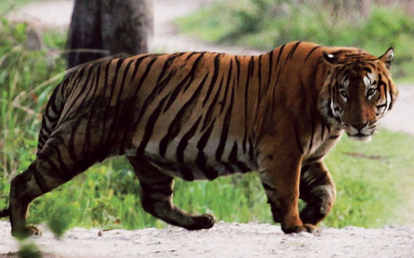 卡齐兰加虎王kzt085之父kzt023 条纹完全一致