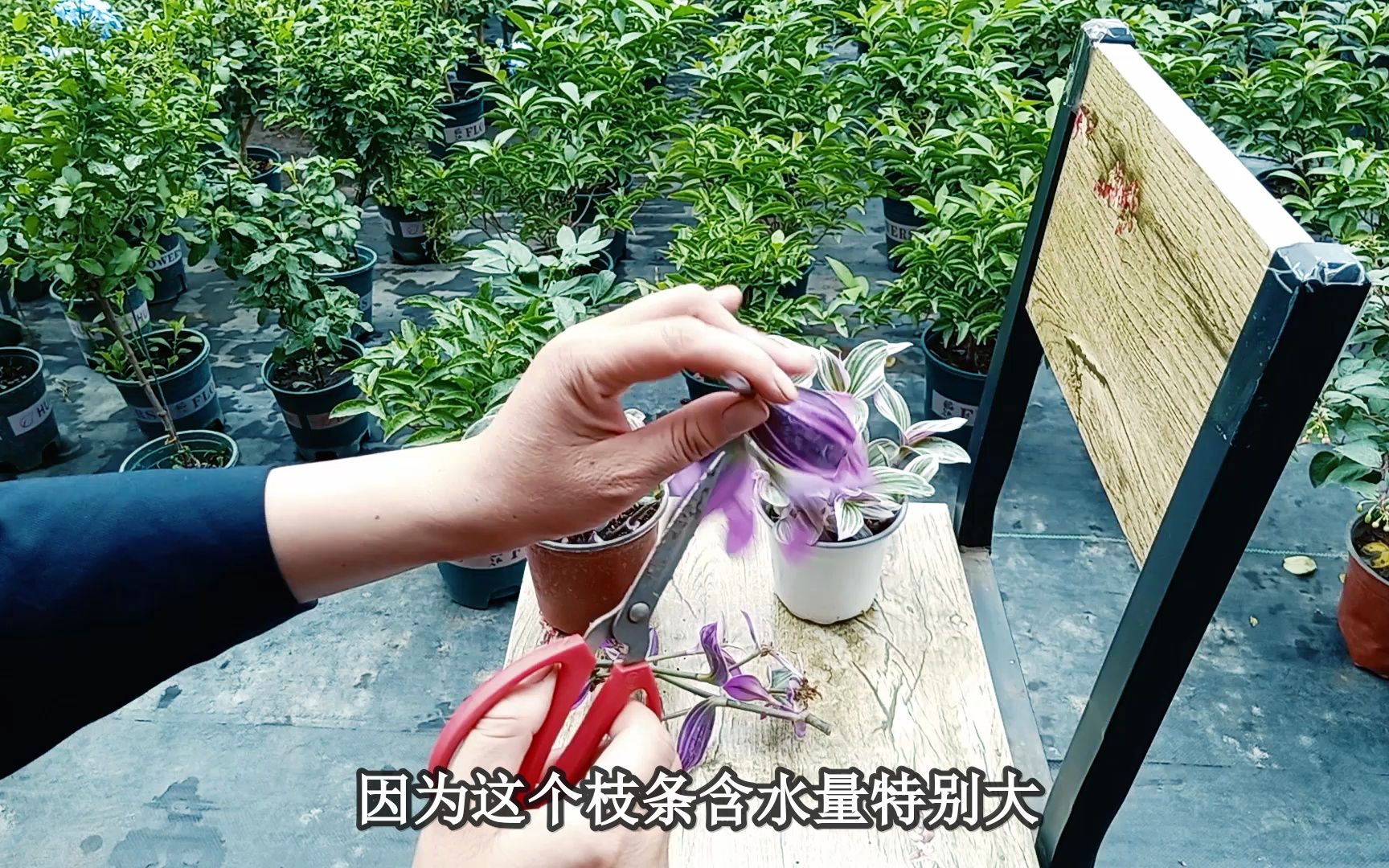 "油画吊兰"修剪后"这样扦插"成活率高,不信你试试!