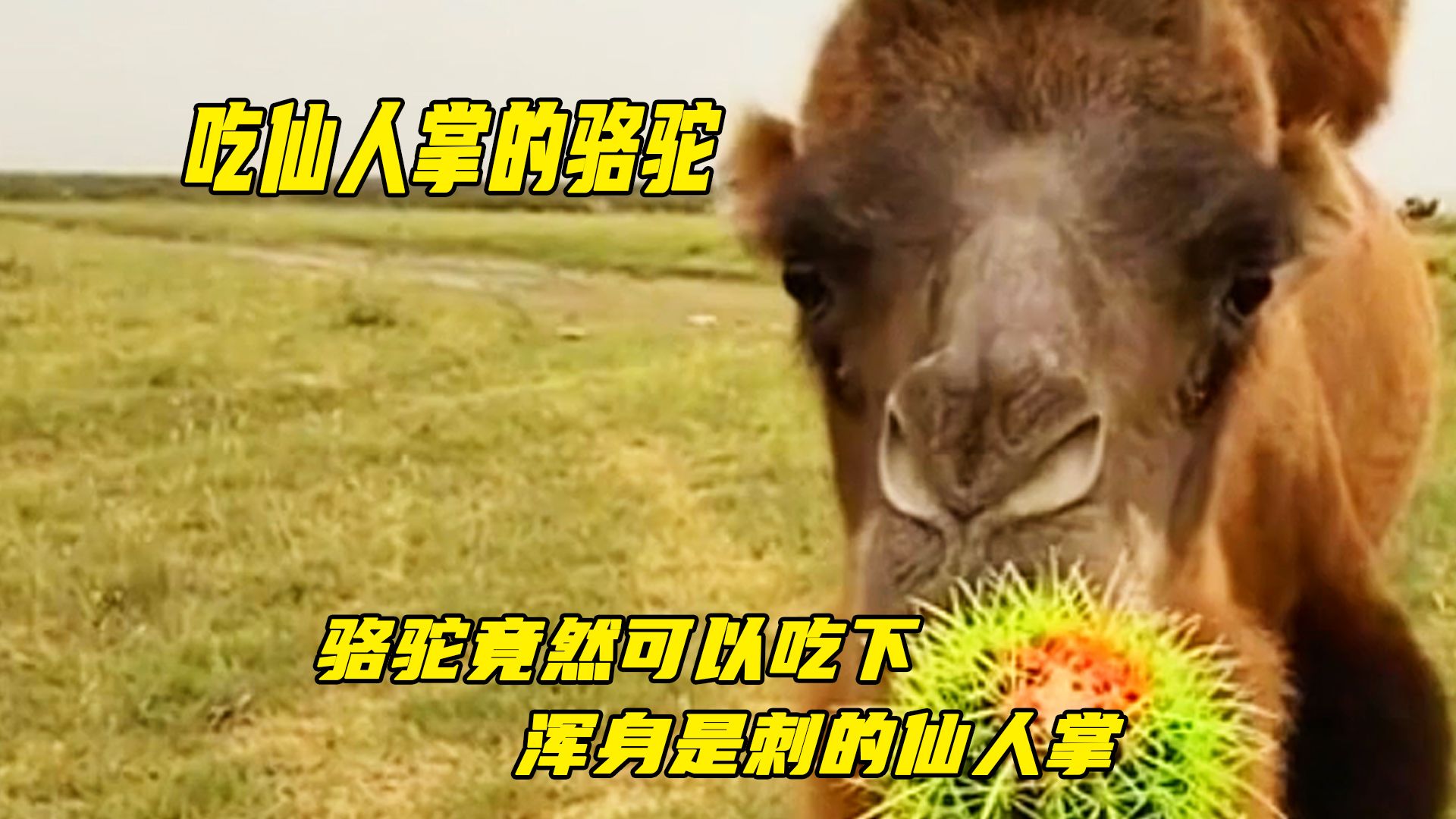 你敢相信吗,骆驼竟然可以一口吞下仙人掌,太不可思议了