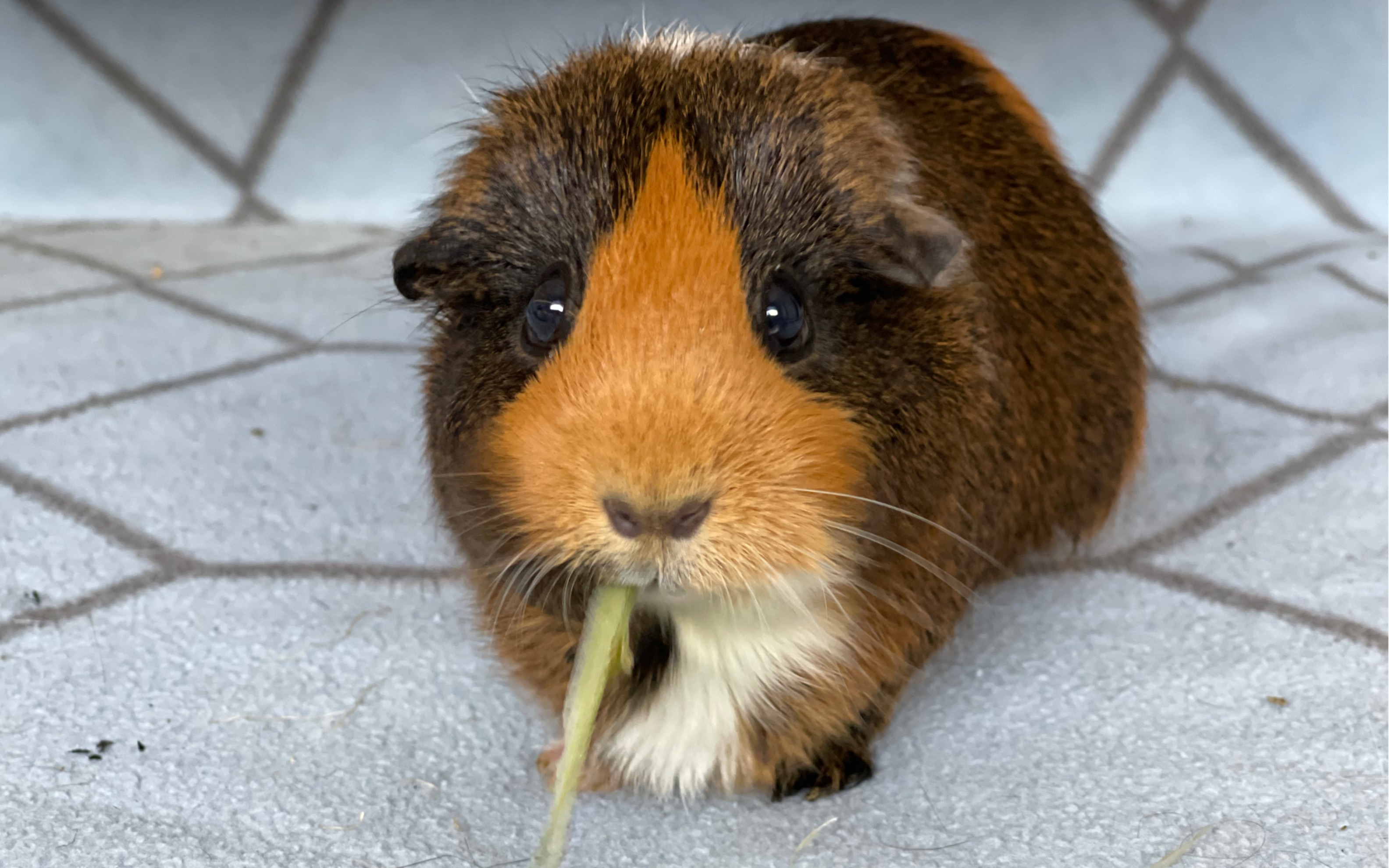 【pods的日常】无情的干饭猪