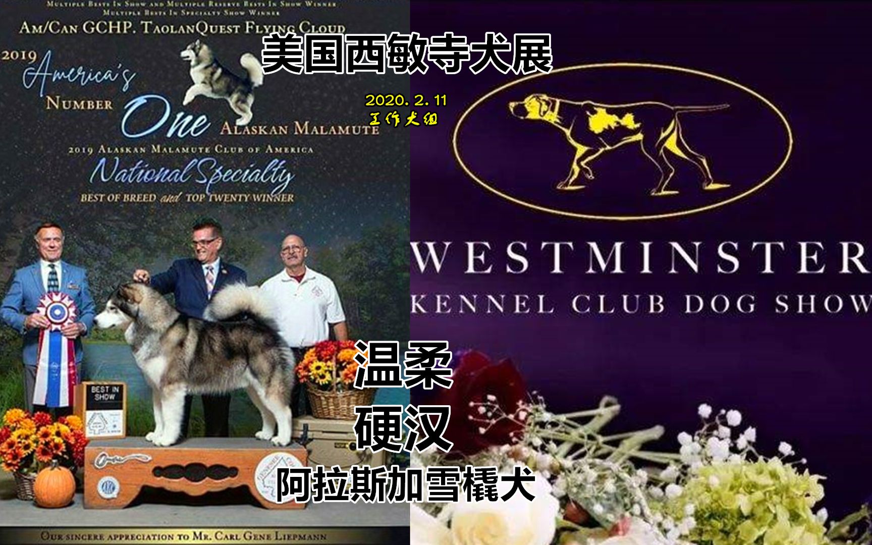 【中文字幕解说版】2020年美国西敏寺犬展工作犬组阿拉斯加雪橇犬赛
