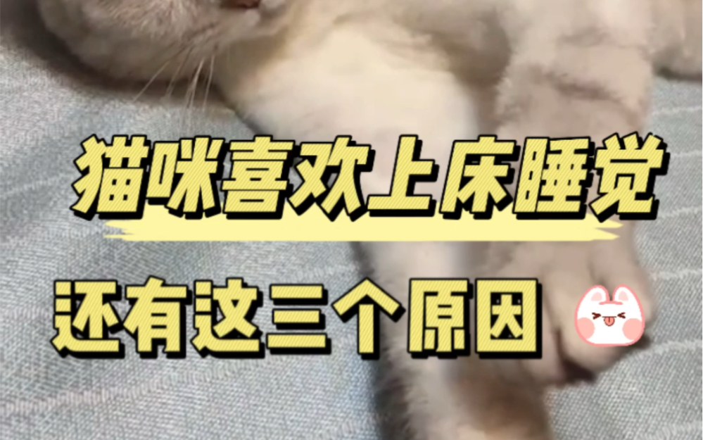 猫咪喜欢上床睡觉,还有这3个原因哔哩哔哩bilibili