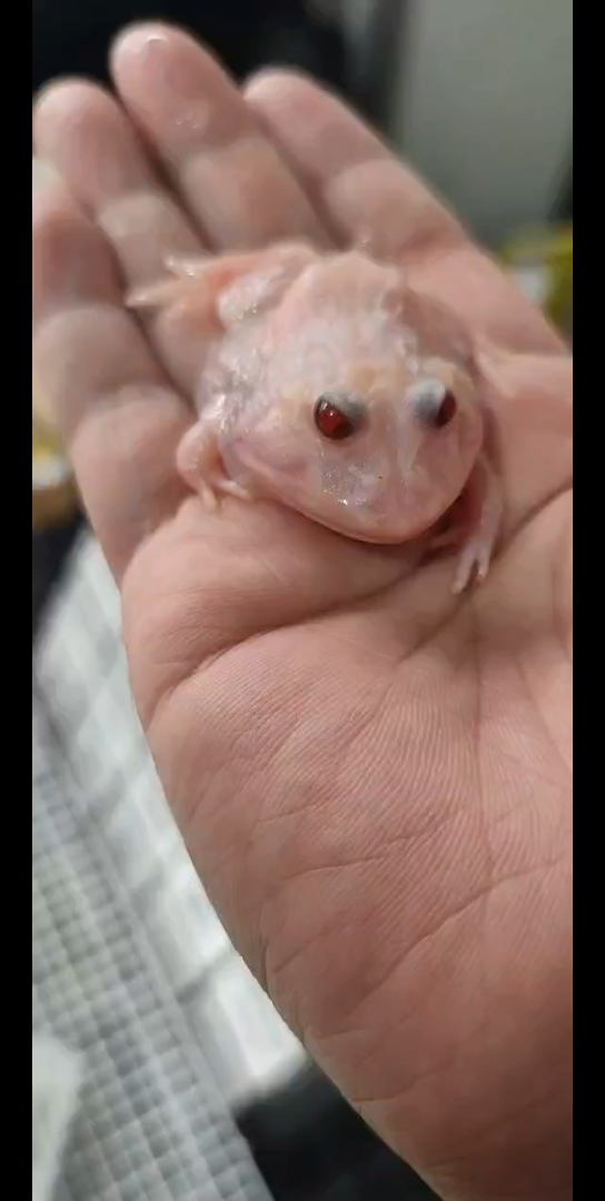 角蛙三基因魔变和变异后代_哔哩哔哩_bilibili