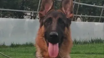 德牧辅助立耳矫正耳型 耳贴制作与粘贴 哔哩哔哩 Bilibili