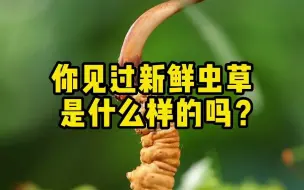 Download Video: 头茬鲜虫草都什么品质？