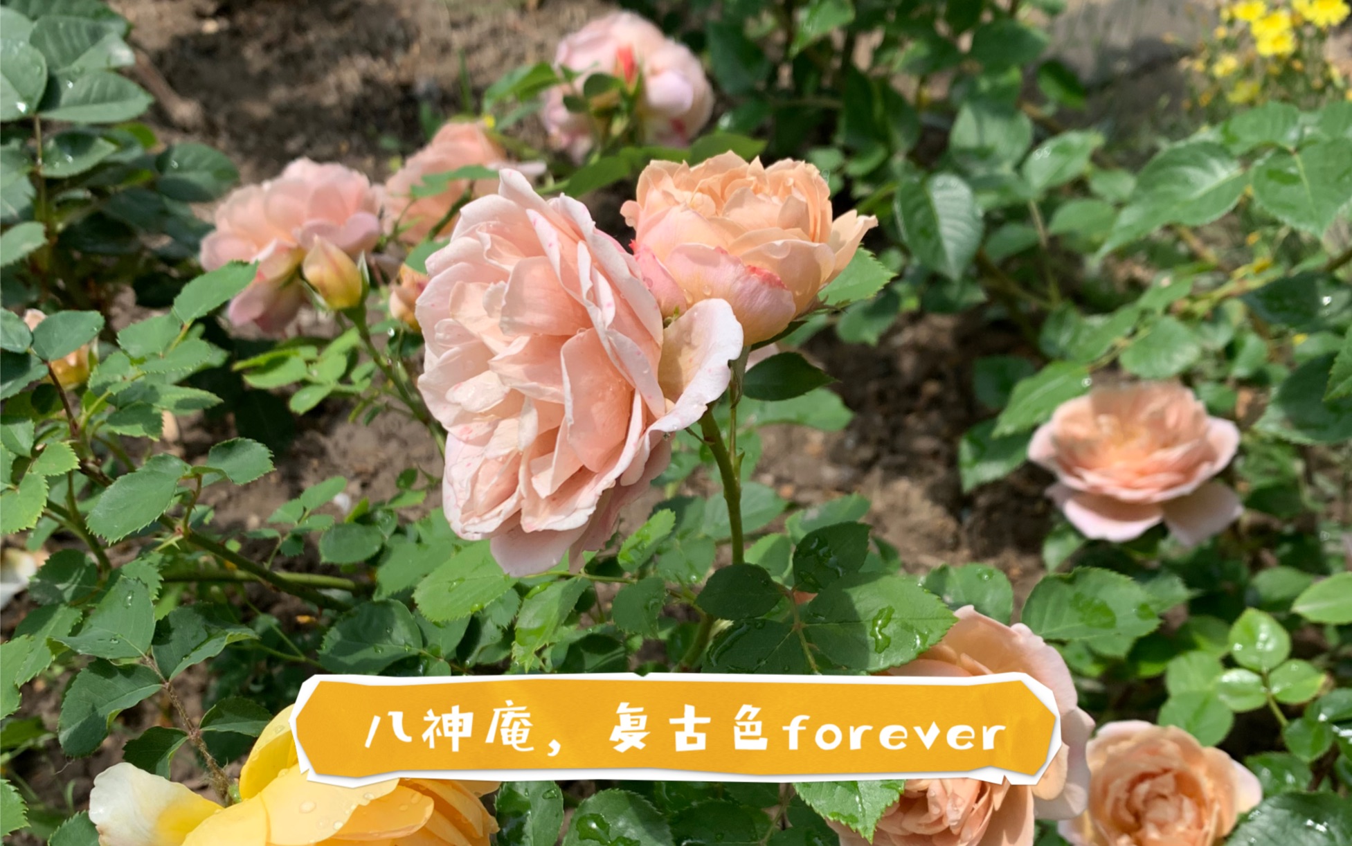 活动作品复古色forever八神庵月季