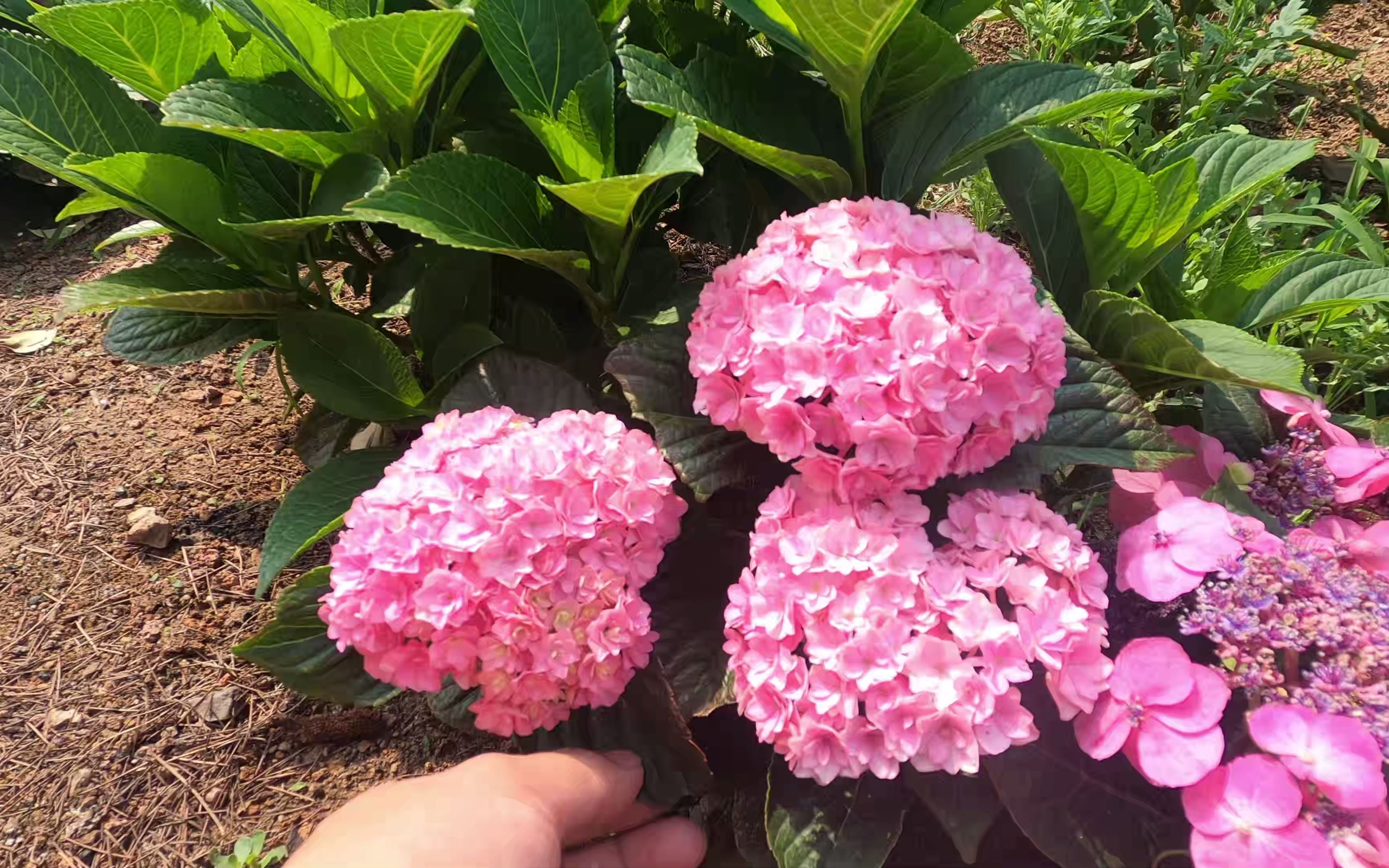 抗晒,不倒伏的大花绣球"太阳神殿",有什么优点?缺点有哪些?