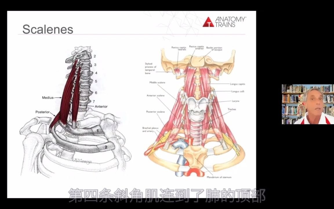 托马斯讲解剖 | 处理前斜角肌(解剖列车)哔哩哔哩bilibili