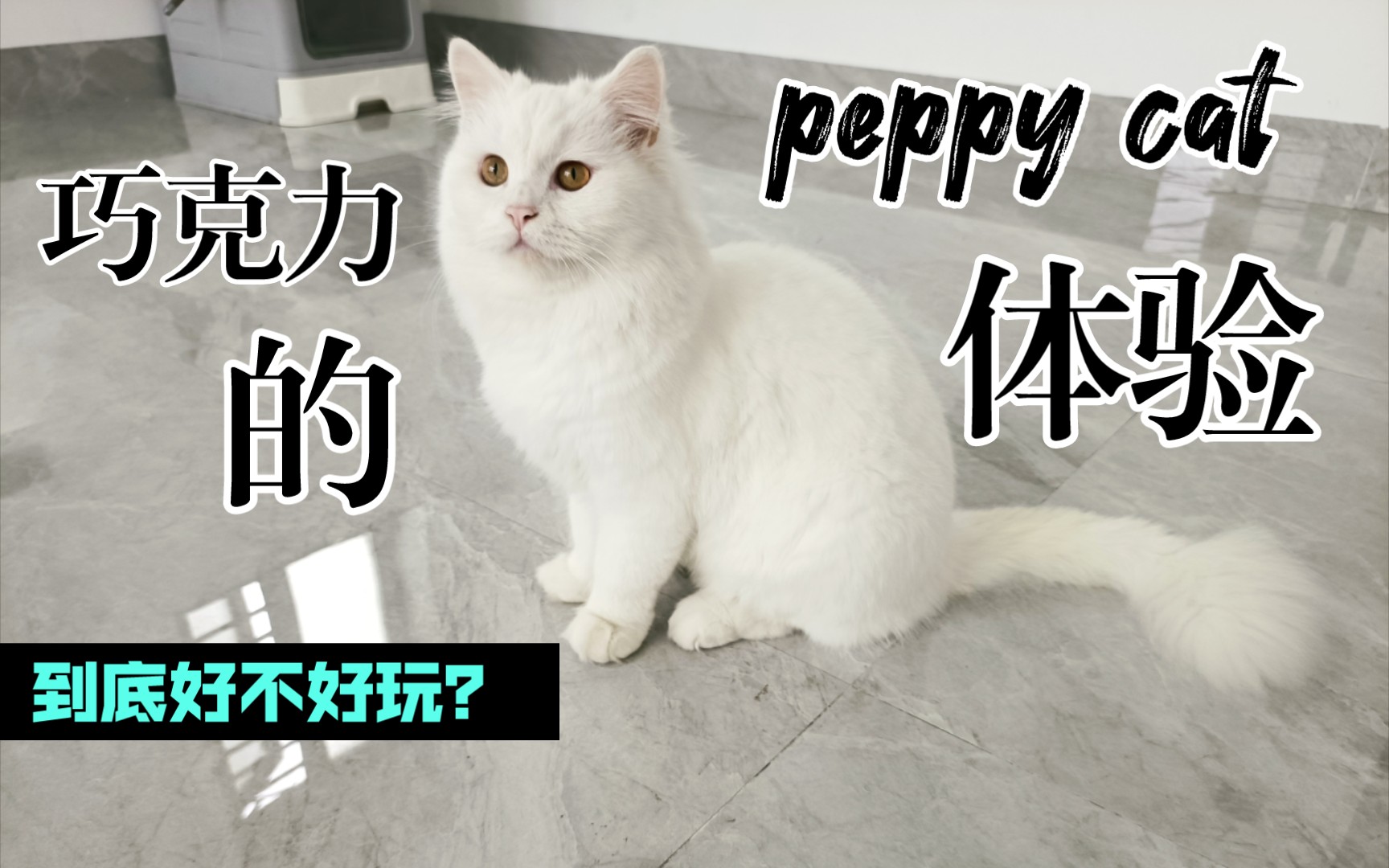 活动作品当猫咪第一次玩peppycat