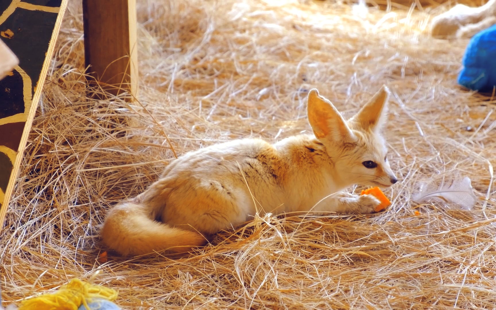 【大耳狐】嗯嗯嗯,好吃好吃!