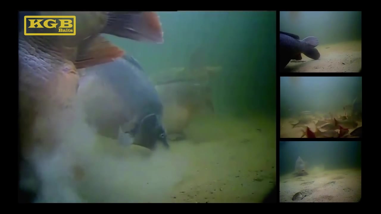 [图]50lbs mirror carp hooked live underwater