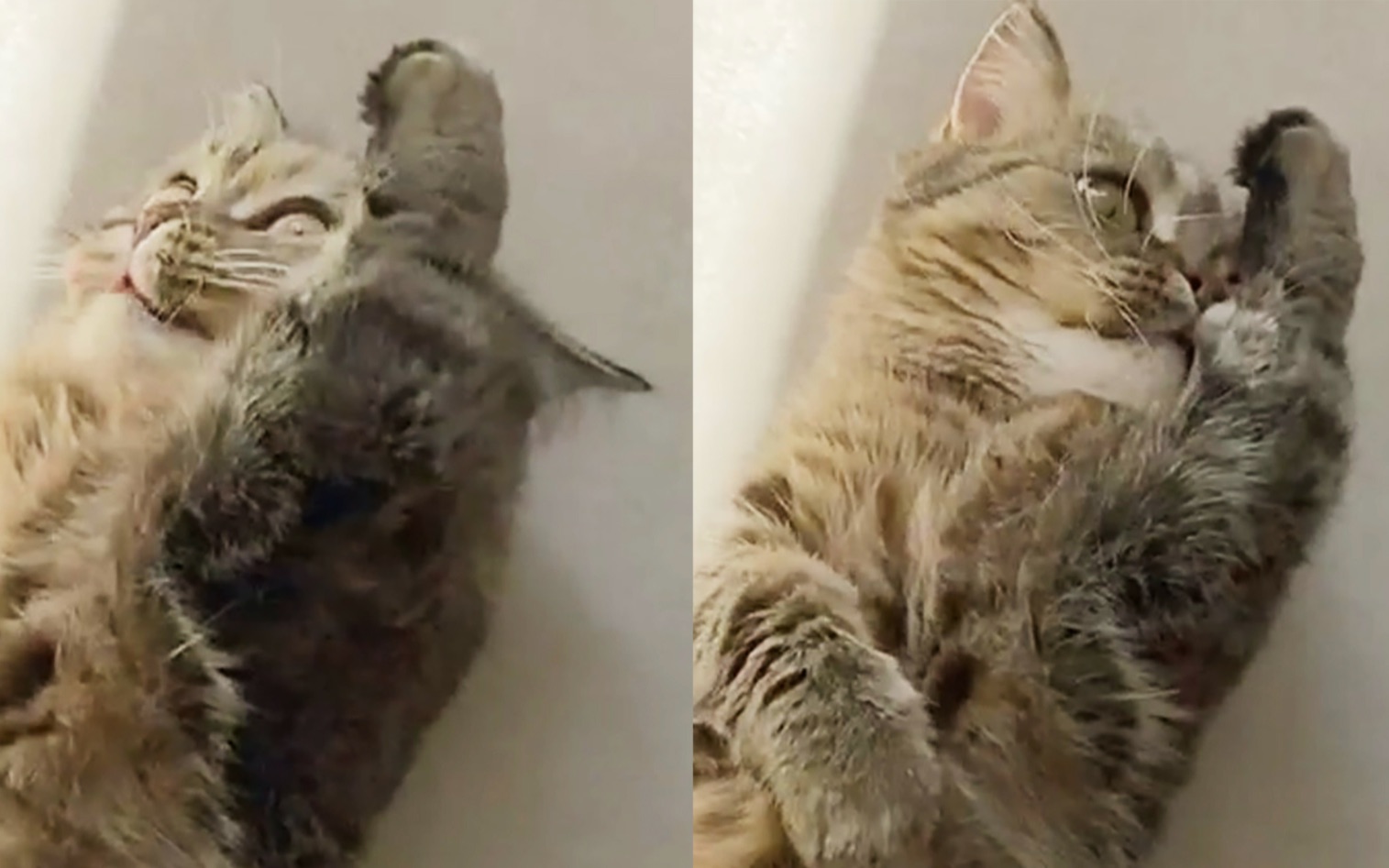 猫躺太久了闻闻胳肢窝臭了没