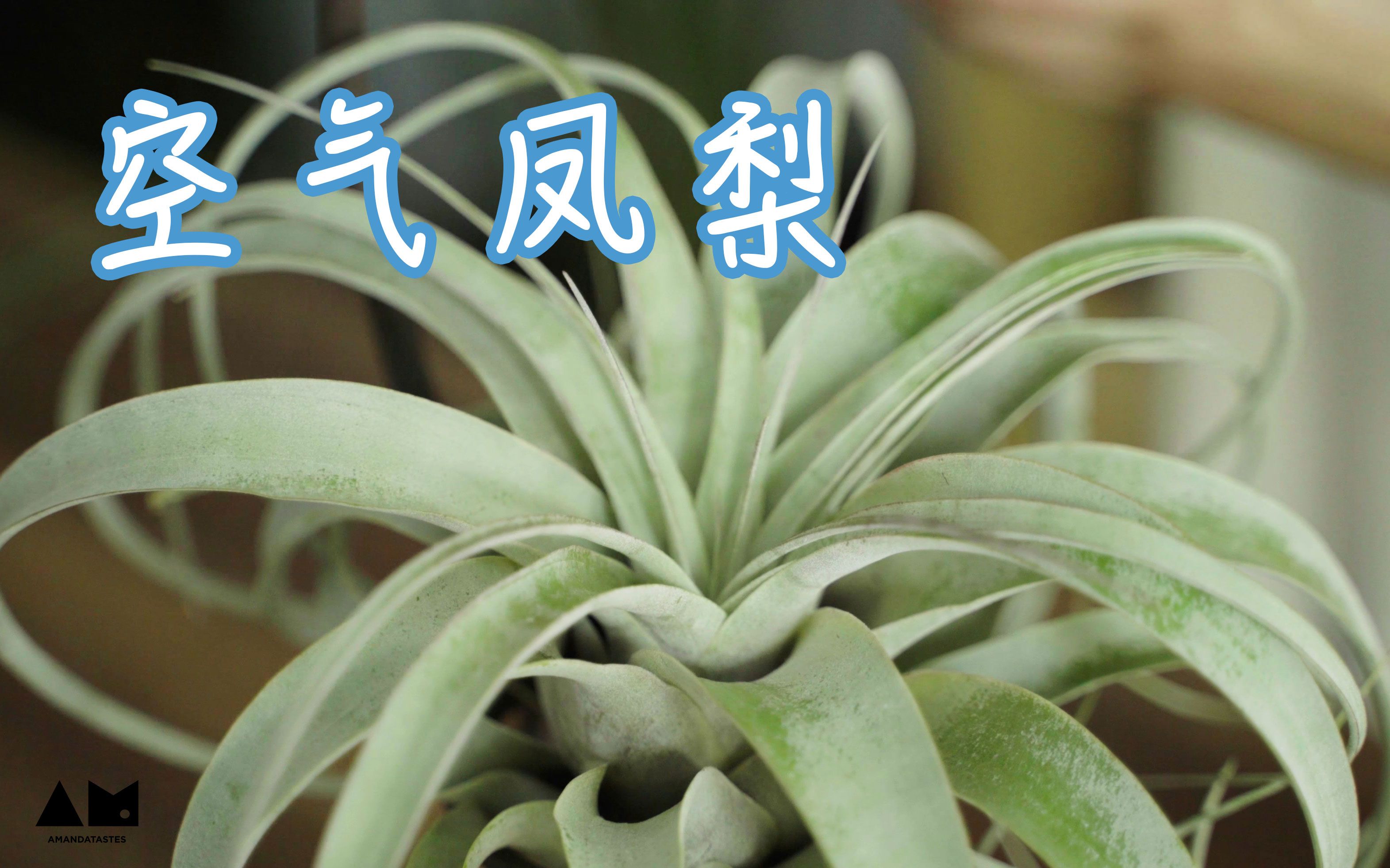 [图]【园丁小饭】你是植物杀手？空气凤梨也许能救救你