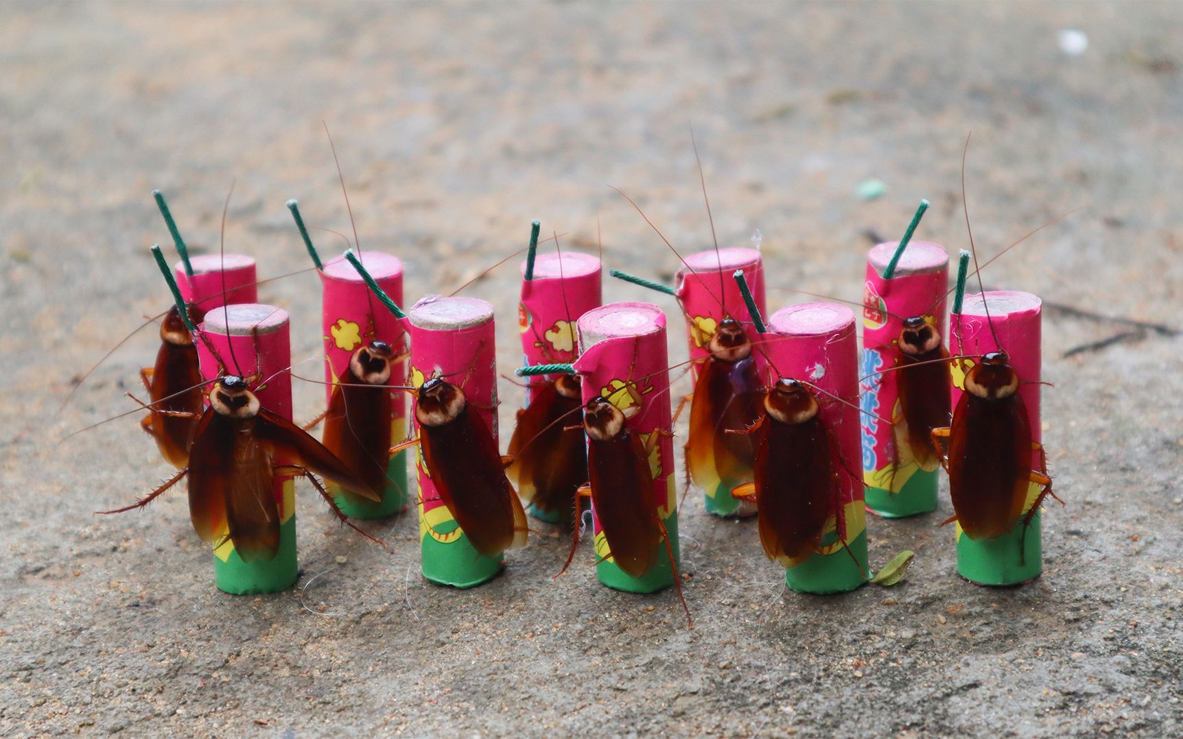 将10只蟑螂粘在跳猫烟花上点燃,会发生什么?