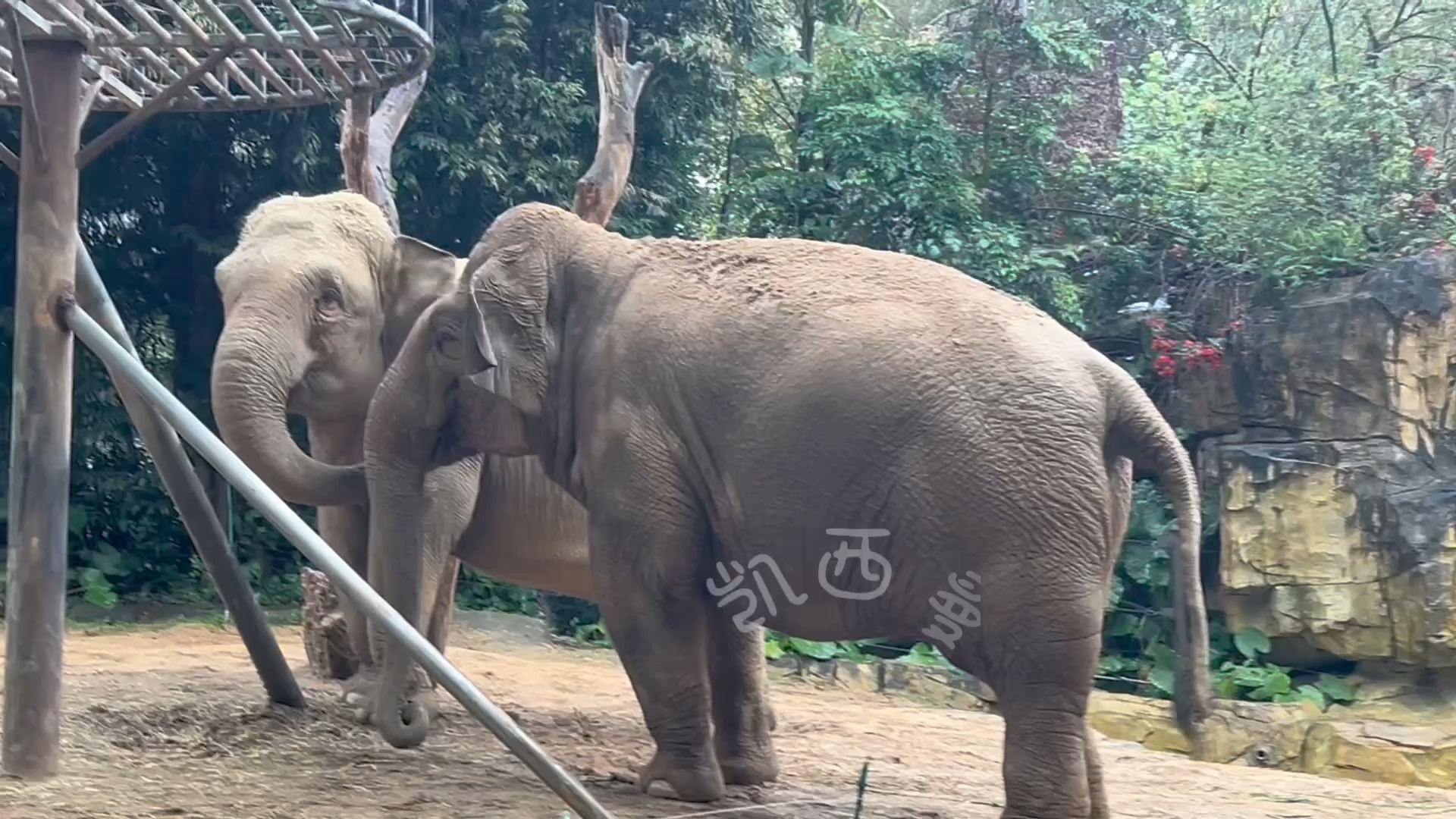 长隆野生动物园 #亚洲象 #大象叽咕 #大象阿迪娜 #去动物园可以找