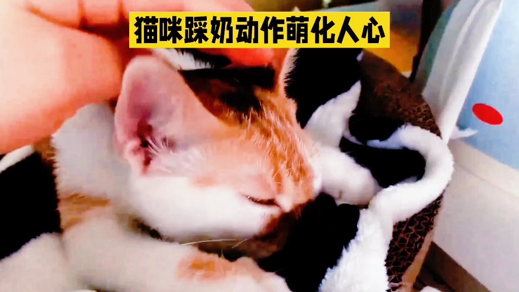 猫咪踩奶之趣:从吸奶本能到领地标记