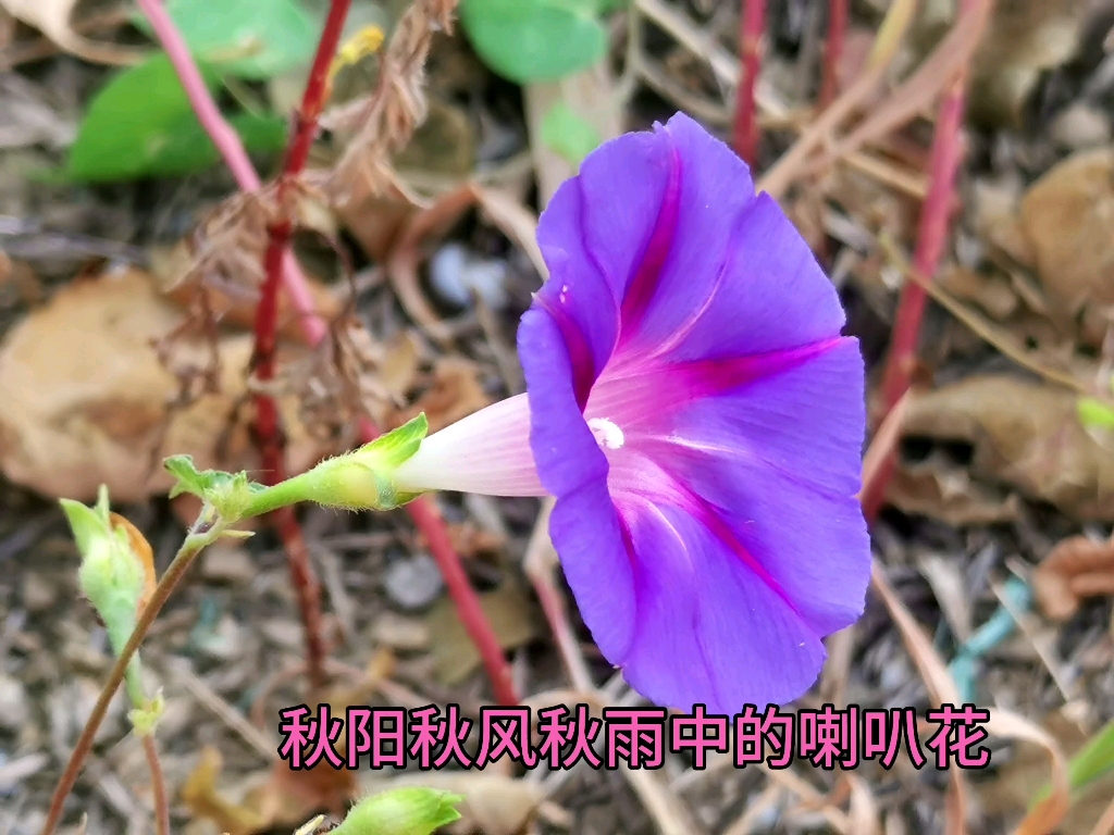 [图]秋阳秋风秋雨中的牵牛花