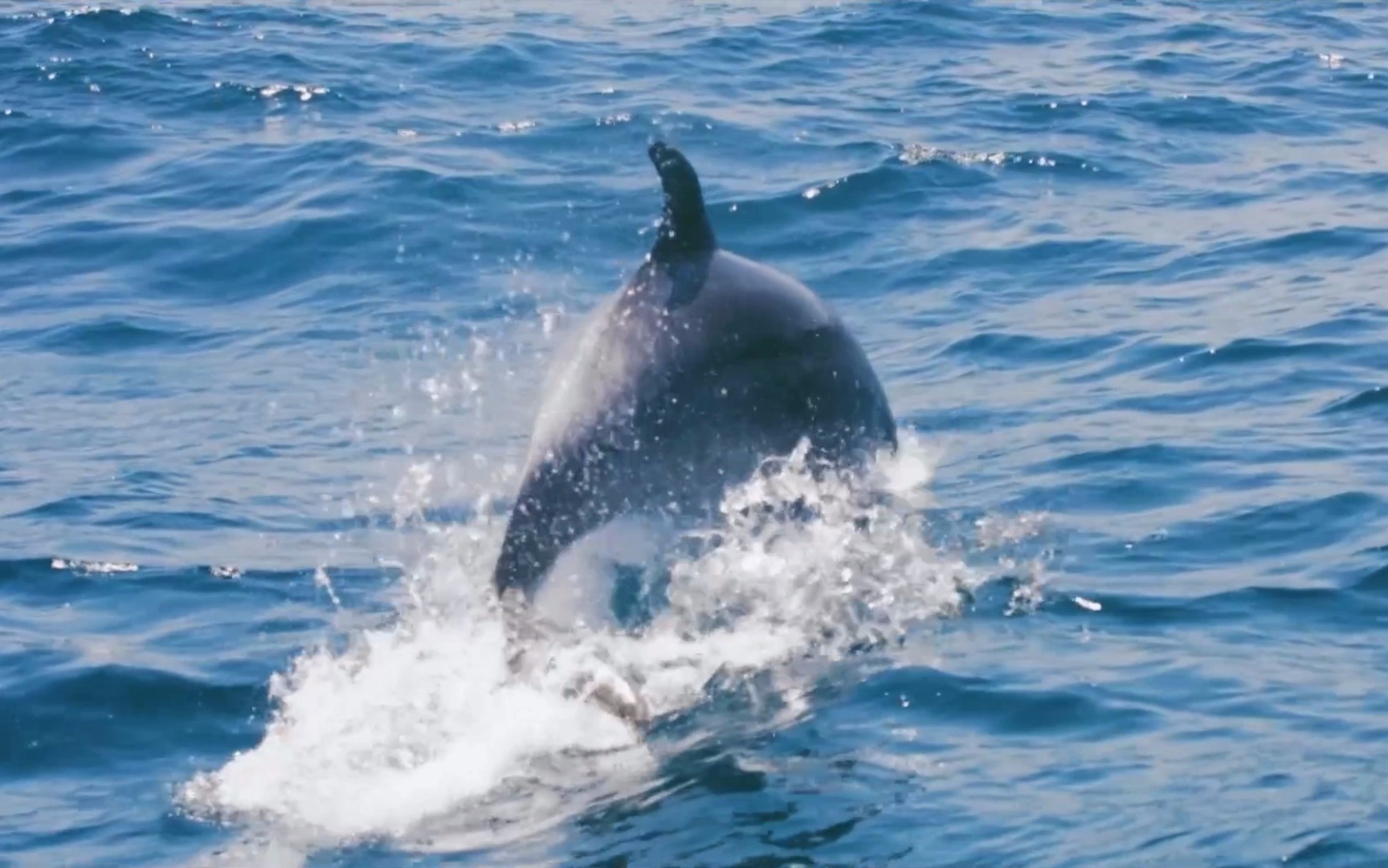 【奇怪的律师禹英雨】小鲸鱼:这不是鲸叫,而是战斗的号角 | 事业粉