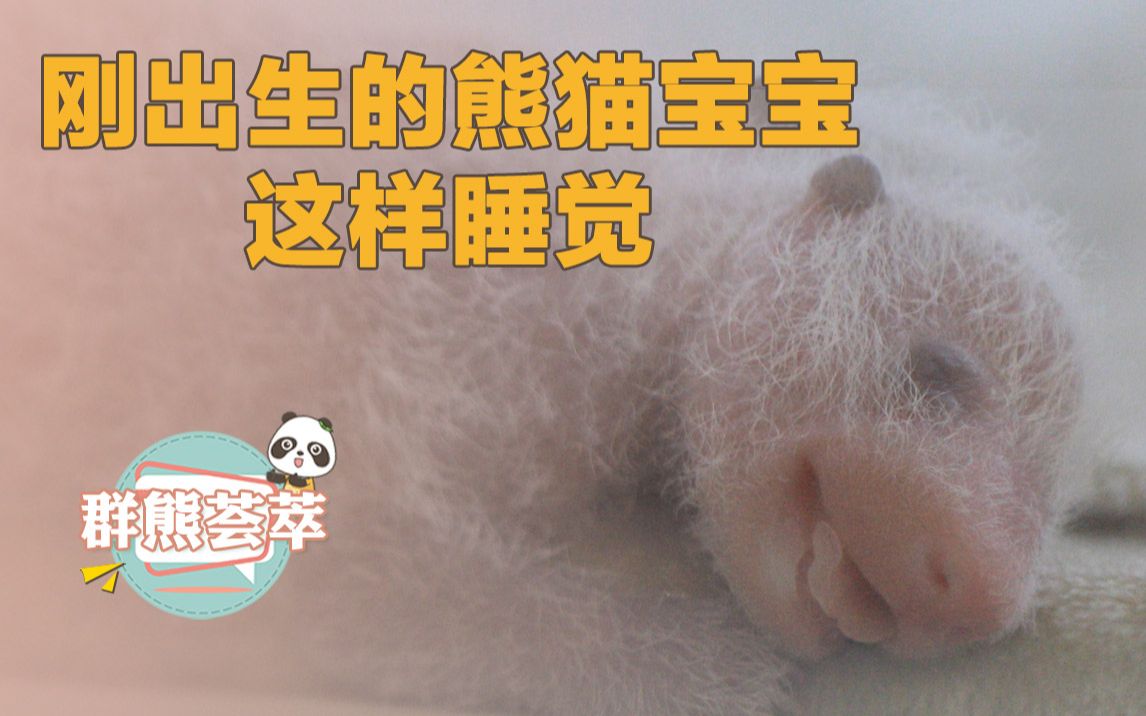 刚出生的熊猫宝宝连睡觉都这么可爱!哔哩哔哩bilibili