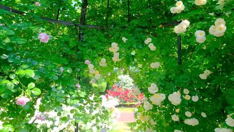 日本风景 5月の京都府立植物園 蔷薇和梅花藻和新緑22 哔哩哔哩 日本风景 5月の京都府立植物園 蔷薇和梅花藻和新緑22 哔哩哔哩