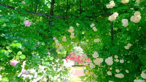 日本风景 5月の京都府立植物園 蔷薇和梅花藻和新緑22 哔哩哔哩